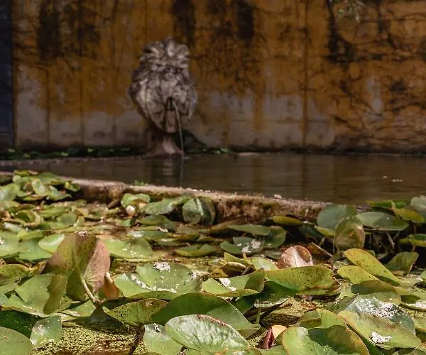 Гостевой дом Prado Do Xisto - Chale De Madeira A 7km De
